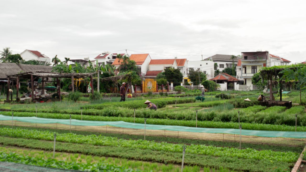 Tra Que Vegetable Village in the afternoon