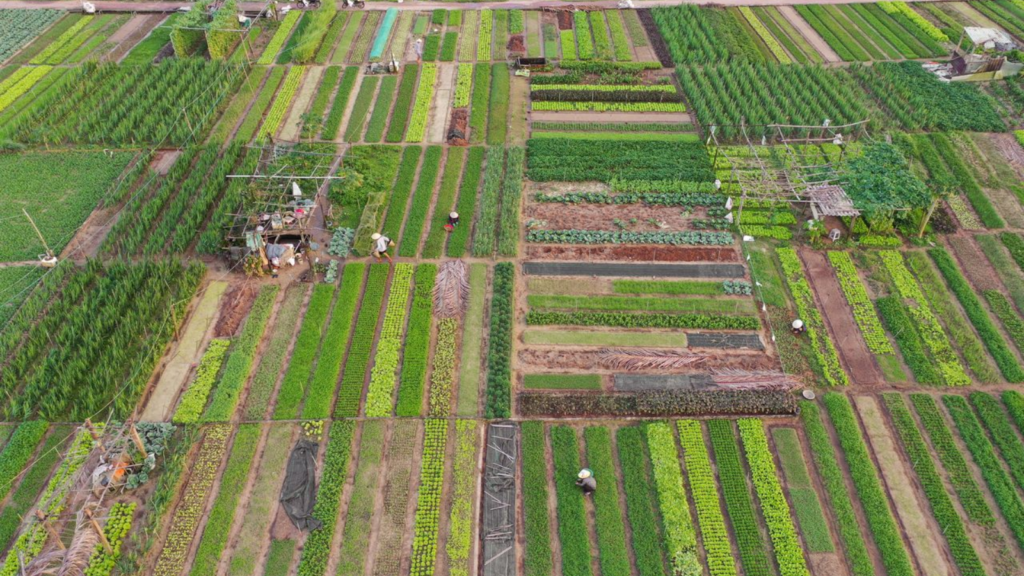 Tra Que Vegetable Village Hoi An