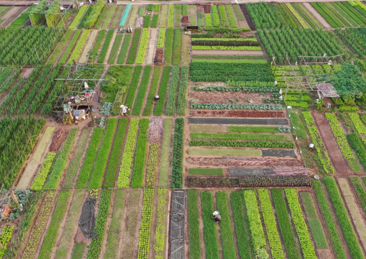 Tra Que Vegetable Village Hoi An: Everything You Need to Know Before Visiting