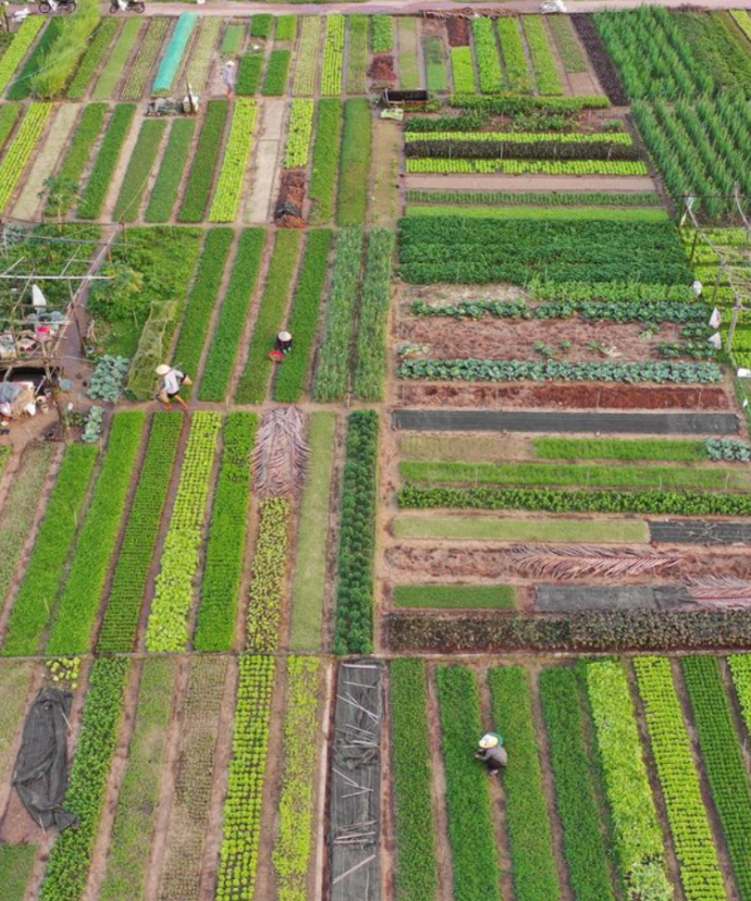Tra Que Vegetable Village Hoi An