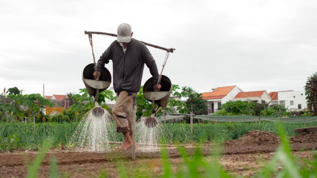 Traditional vegetable watering in Tra Que Hoi An