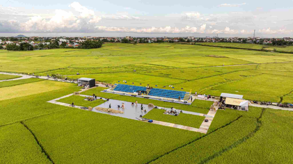 Rice fields in Cam Chau Hoi An