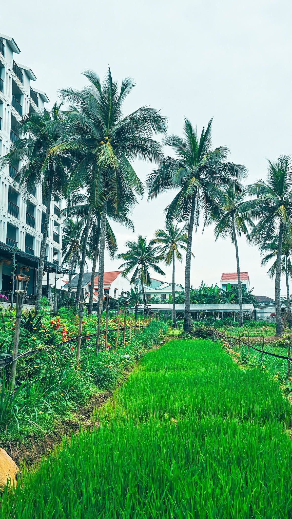 Little Oasis Hoi An surrounded by palms and green rice fields